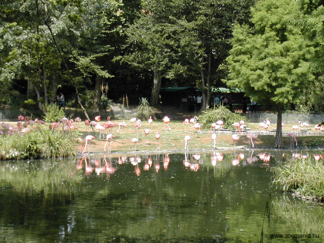 04_flamingok