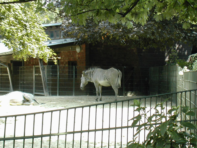 17_zebra