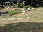 06_flamingok2