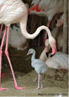 Flamingo fika